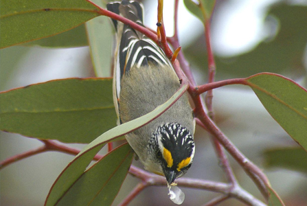 Striated pardalote